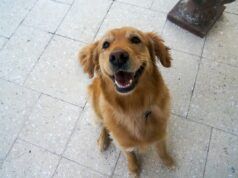 Il “Rink Dog” della squadra AHL scioglie i cuori con quello che fa sul ghiaccio