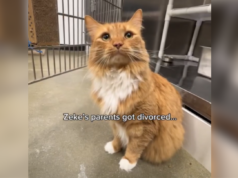 Gatti da salvataggio che hanno vissuto per 5 anni nel rifugio dopo che i loro proprietari hanno divorziato