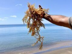 COMMENTO: Sfruttare la ricchezza dell’oceano: come Brenton Mason sta trasformando il mare in mezzi di sussistenza sostenibili.