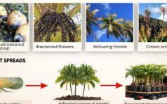 Conferma di laboratorio della malattia fatale dell’ingiallimento che minaccia l’industria del cocco della Dominica