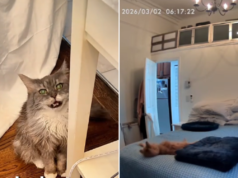 Il proprietario del gatto, 19 anni, è scoppiato in lacrime quando ha visto cosa stava facendo da solo