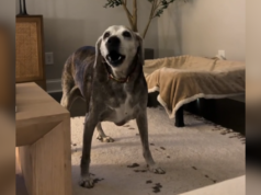 I cani anziani iniziano ad abbaiare ogni notte alle 20:00: la gente pensa di sapere il perché