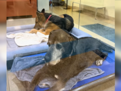 Cani legati da 12 anni finiscono insieme in rifugio: perché il crepacuore?