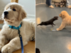 Guarda lo scontro tra Golden Retriever e Chihuahua all’asilo nido per cani