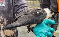 COMMENTO: Seconda scoperta di Dyabloten nel sito del progetto della funivia