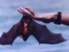 COMMENTO: Pipistrelli: disinfestatori volanti per alcuni! Una prelibatezza per gli altri!