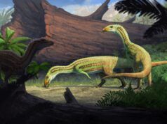 Antichi coccodrilli bipedi trovati nella Foresta Pietrificata