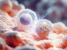 I trapianti potrebbero rafforzare il trattamento delle cellule tumorali