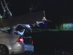 Un morto a Monroe dopo che un albero è caduto sul veicolo durante una tempesta di vento nel WA