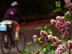 La stagione delle allergie primaverili arriva presto nell’Australia occidentale quando il polline degli alberi e dei fiori aumenta