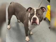 Il personale del rifugio è sospettoso, quindi testa i cani e scopre che sta assumendo cocaina