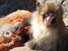 Lo zoo giapponese della città di Ichikawa ha negato