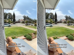 Il dolce regalo quotidiano di Goldendoodle per il cane del vicino ripreso dalla videocamera del campanello