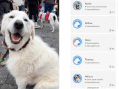 Il DNA di salvataggio testa i Grandi Pirenei con conseguente furia che ha lo “stomaco caduto”