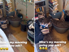 La donna distoglie lo sguardo per un attimo, il cane coglie l’occasione: “Manda aiuto”