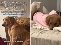 Cosa triste che Rescue Dog fa dopo non essere stato a casa la prima notte