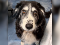 Cane di 14 anni in un rifugio sovraffollato ha il cuore spezzato dopo aver perso il proprietario