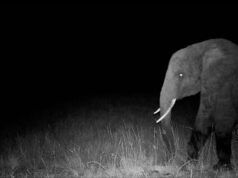 A caccia dell’inafferrabile “elefante fantasma”.