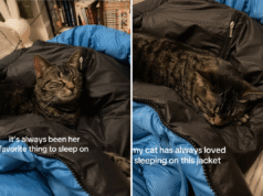 Il proprietario non riesce a capire perché il gatto dorme sempre nello stesso posto, poi si ricorda