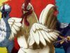 Rooster Fighter: è stato rilasciato il trailer esclusivo dell’adattamento della serie anime sul nuoto per adulti