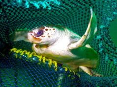 Come le nuove tecnologie di pesca possono ridurre le catture di tartarughe e altri animali