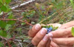 IICA sostiene la conservazione dei mirtilli andini e promuove la biodiversità agricola in Ecuador attraverso l’iniziativa Sacha Ñawi