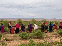 La valle segreta del Marocco dove cresce la preziosa rosa damascena