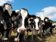 Le mucche non danno latte