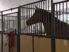 La comunità di equitazione di Sandhills si unisce dopo che gli incendi boschivi costringono i cavalli a evacuare