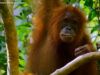 Guarda il trailer di Disneynature “Orangutan” narrato da Josh Gad