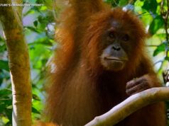 Guarda il trailer di Disneynature “Orangutan” narrato da Josh Gad