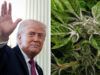 Con una svolta storica, Trump ha riclassificato la marijuana medica con licenza statale come droga meno pericolosa