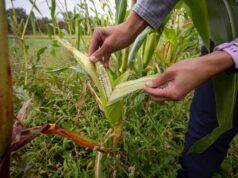 La Casa Bianca lancia il sito “OnlyFarms” per chiedere una politica agricola