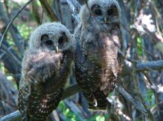 Gli sforzi dell’amministrazione Trump per sventare l’Endangered Species Act sono stati ostacolati