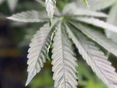 L’amministrazione Trump ha riclassificato la marijuana medica con licenza statale come meno pericolosa