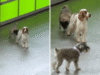 Una donna cerca di filmare un asilo nido per cani “sano” e poi vede ciò che ha filmato