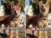 Le persone hanno sfidato Internet a indovinare le 2 razze di cani; ha detto “ovvio”