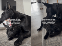 Un cane a cui piace “sgranocchiare” il suo fratellino felino lascia Internet in preda all’isteria