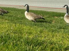Il piano di una città per sbarazzarsi dei suoi cigni