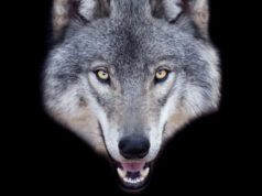 Un uomo rischia 5 anni di carcere per aver utilizzato l’intelligenza artificiale per individuare i lupi fuggitivi