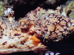 I polpi maschi sono guidati dall’accoppiamento dagli ormoni femminili