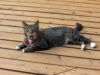 Il gatto che vive in casa ottiene un nuovo patio chiuso, la sua reazione non delude