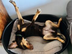 L’addestratore di cani rivela 5 segnali che indicano che il tuo cane si sente emotivamente sicuro a casa