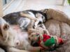 Il modo in cui dorme l’Husky nonostante il letto costoso diverte il pubblico