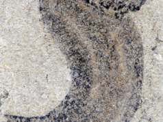 Nuovi depositi fossili mostrano gruppi animali complessi che precedono il Cambriano