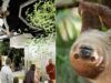 31 bradipi muoiono prima dell’inaugurazione dell’attrazione Orlando Sloth World: rapporto FWC