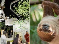 31 bradipi muoiono prima dell’inaugurazione dell’attrazione Orlando Sloth World: rapporto FWC