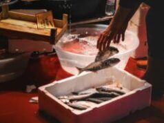 La Commissione OCSE consegna refrigeratori di ghiaccio ai pescatori della Dominica per migliorare la pesca sostenibile